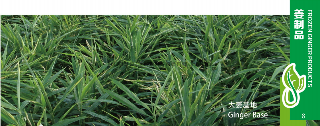 생강 베이스